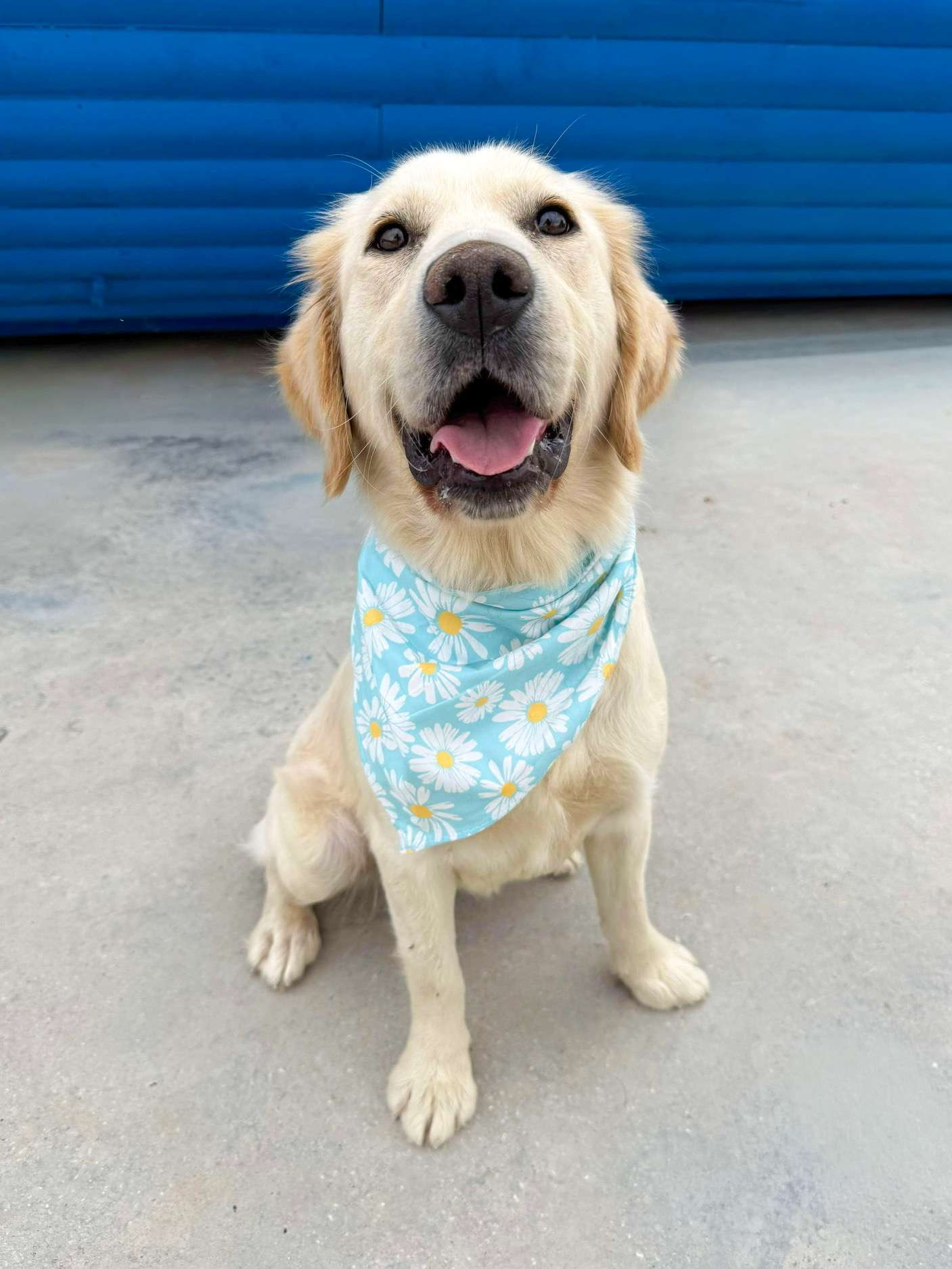 Ali - Application Limit Exceeded