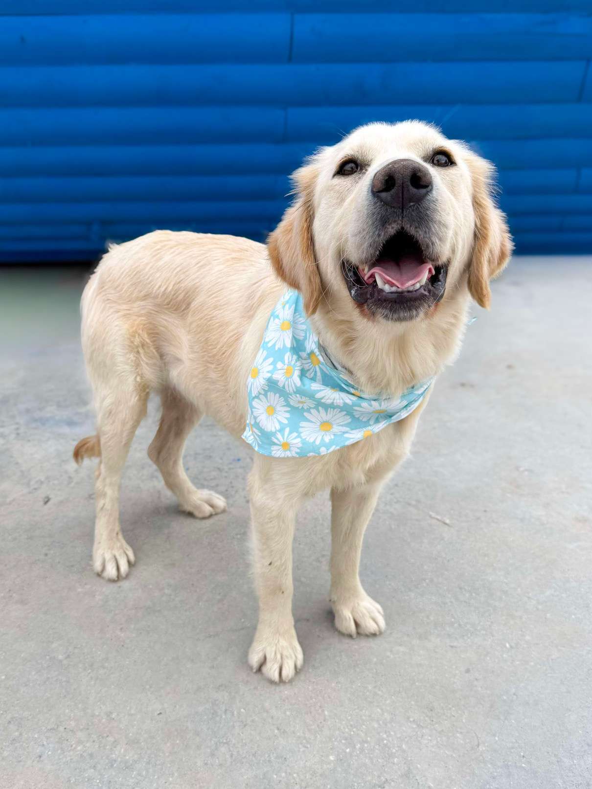 Ali - Application Limit Exceeded