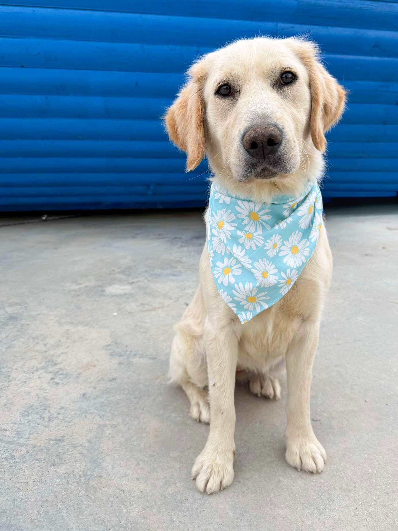 Ali - Application Limit Exceeded