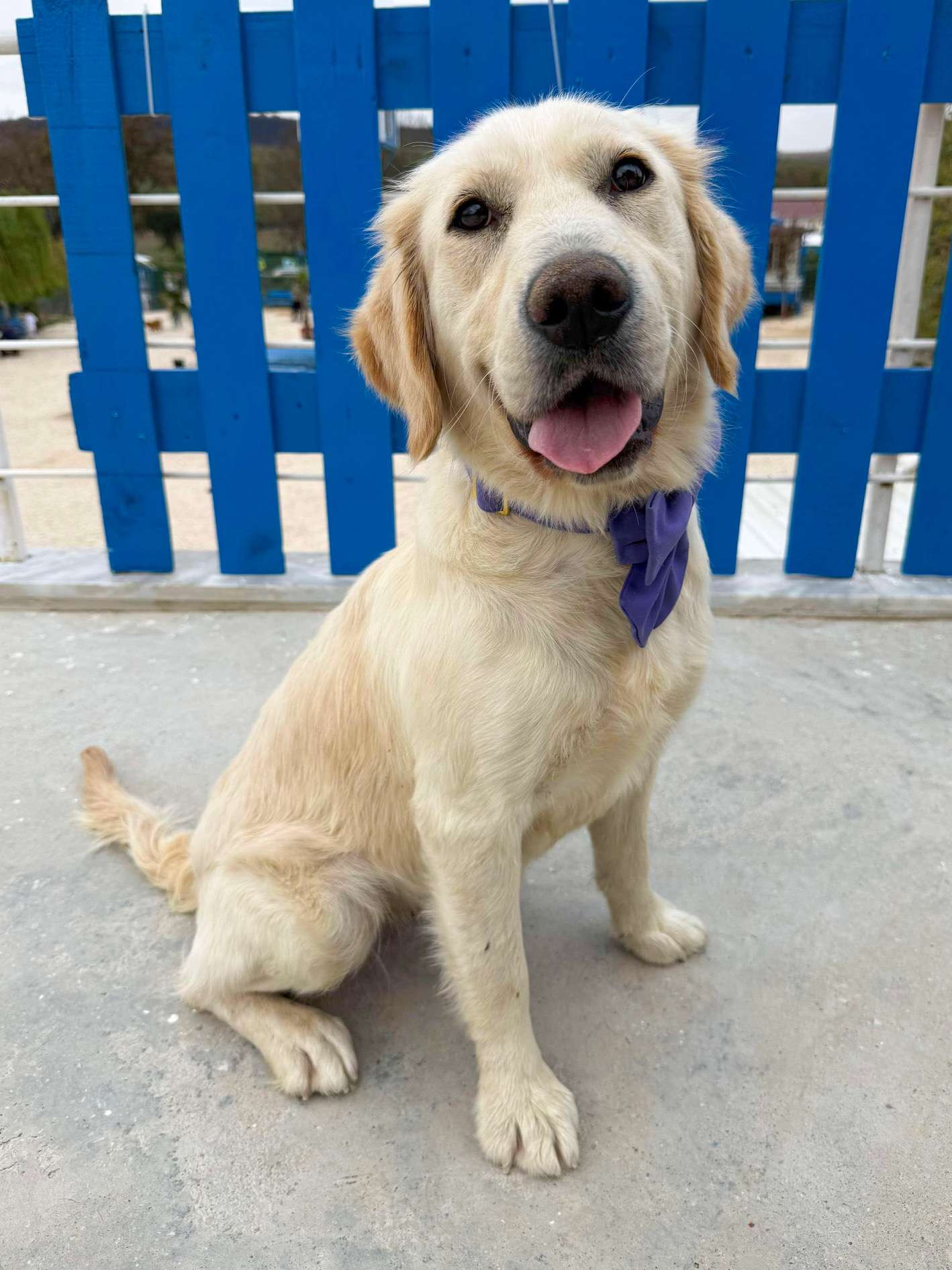 Ali - Application Limit Exceeded