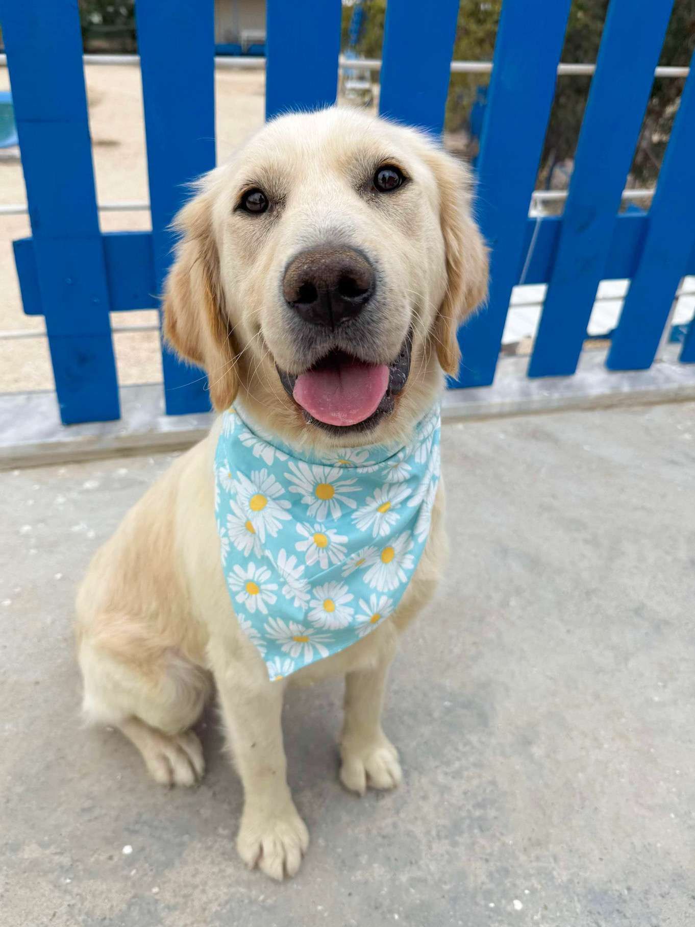 Ali - Application Limit Exceeded