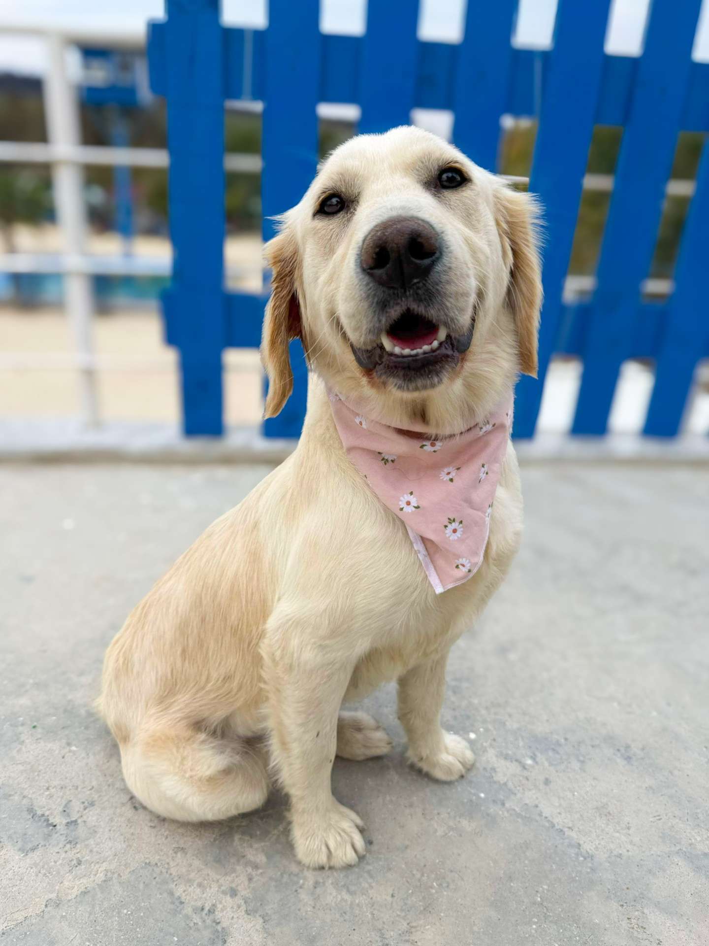 Ali - Application Limit Exceeded