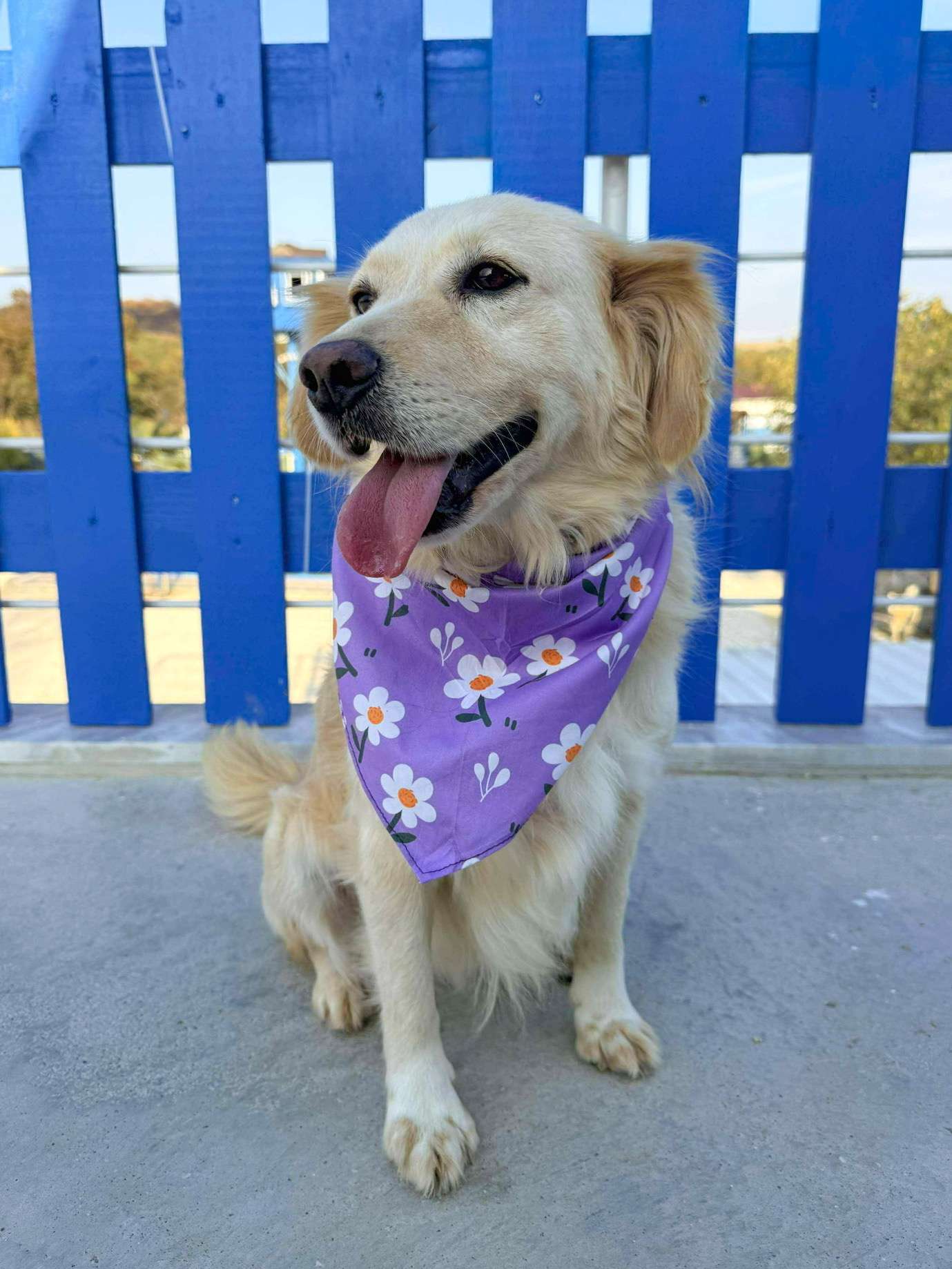 Bubbles - Application Limit Exceeded