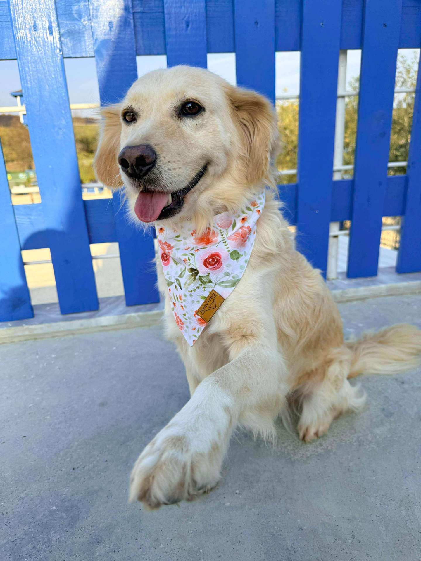 Bubbles - Application Limit Exceeded