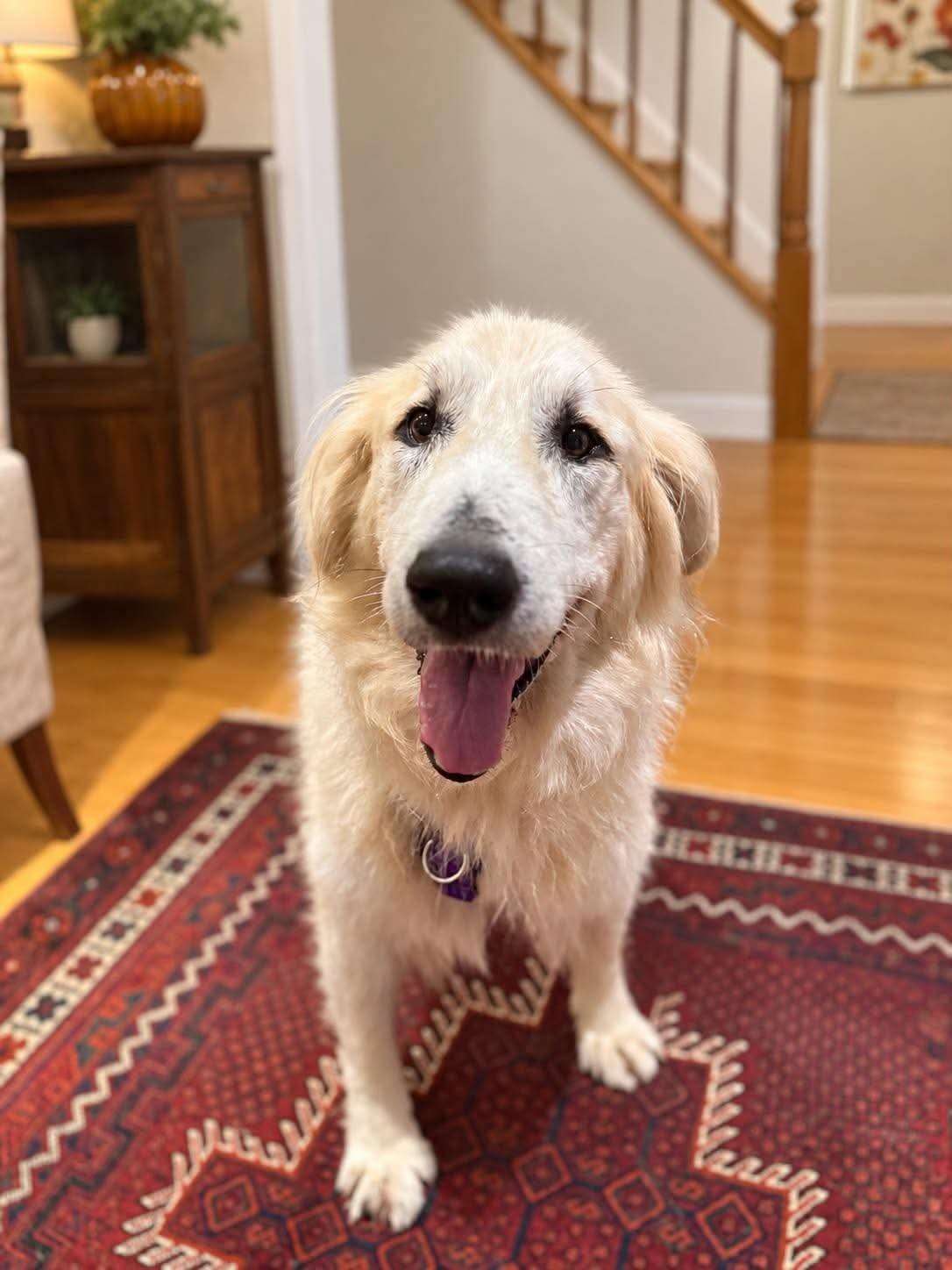 Portia