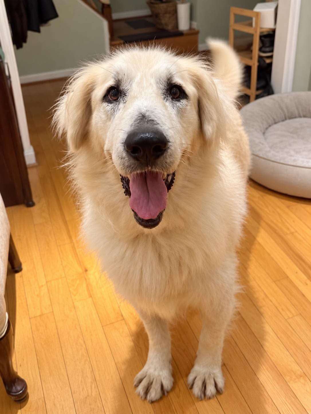Portia