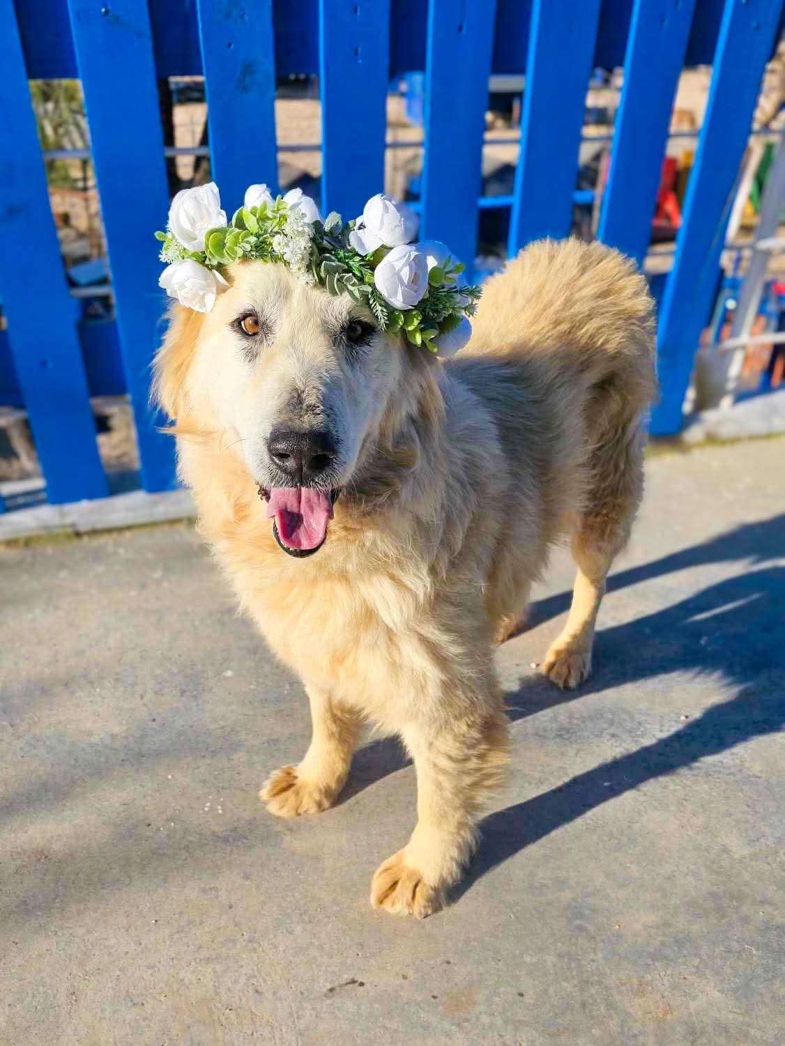 Portia