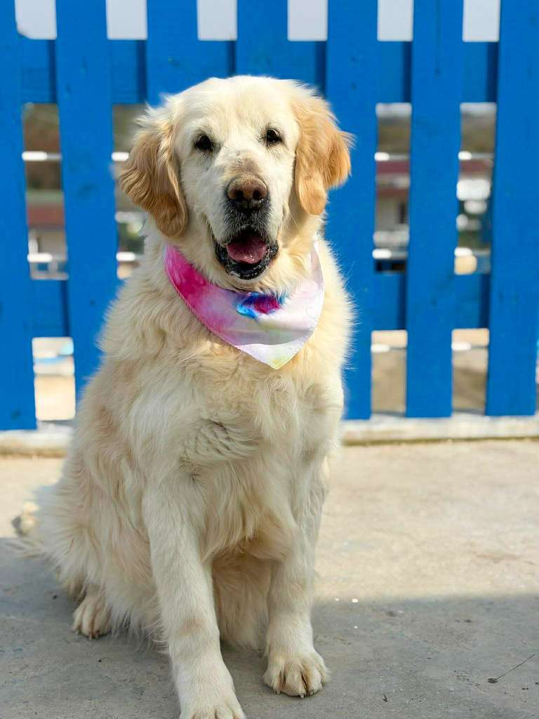 Bonita 