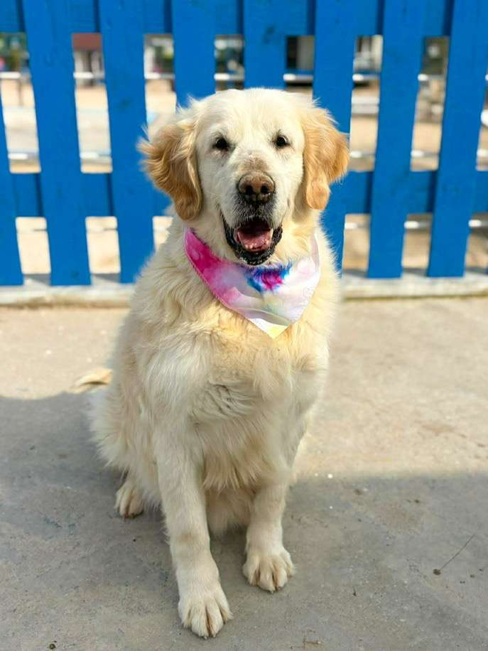 Bonita 