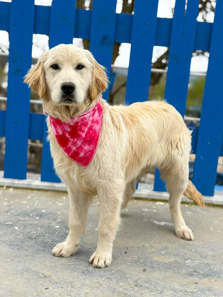 *ADOPTED* <br> Maddie