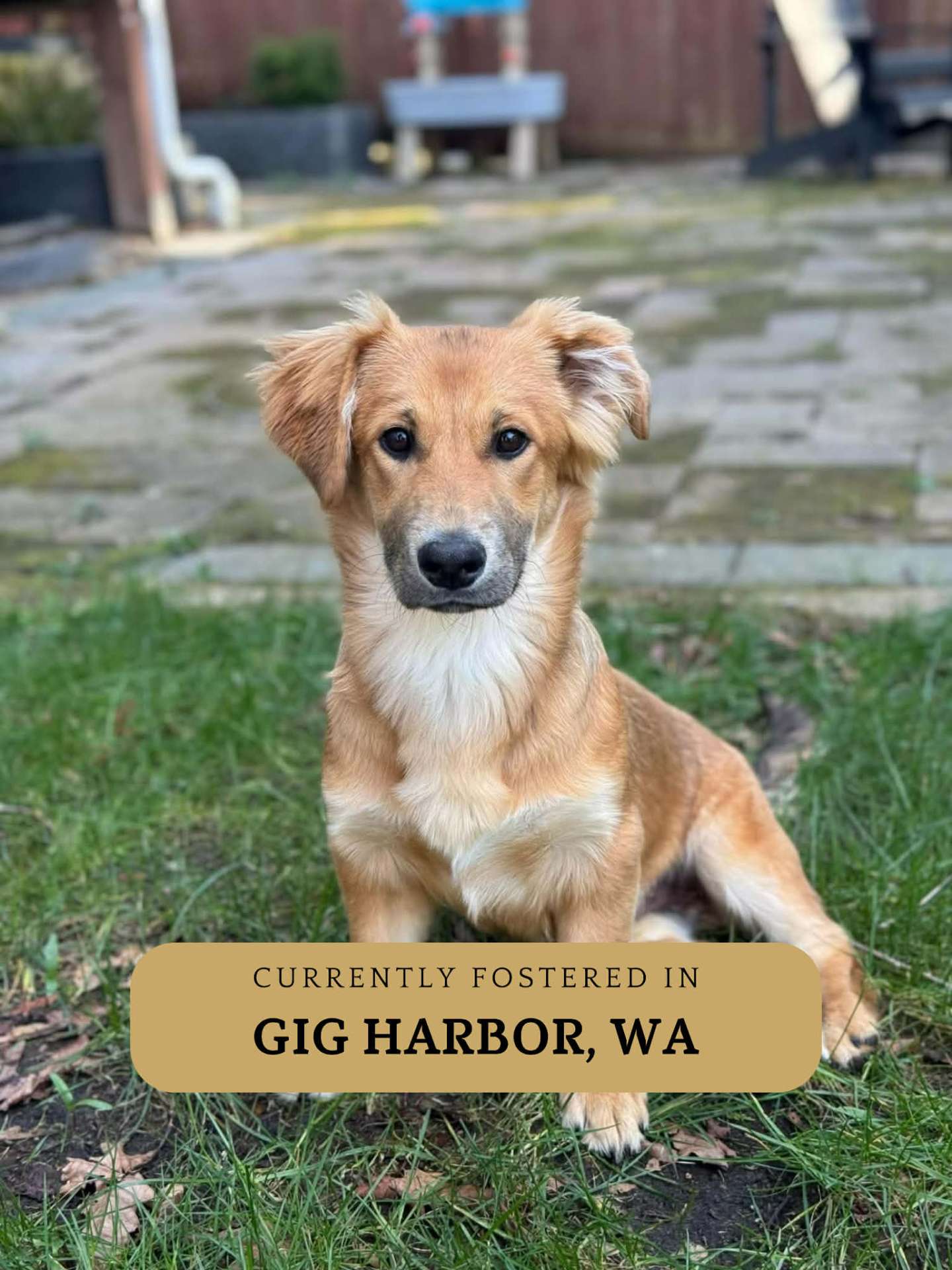 Andy - Application Limit Exceeded