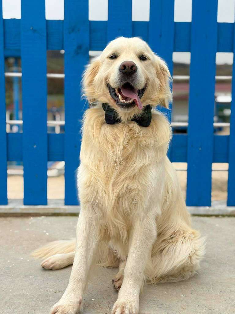 *ADOPTED* <br> Harvey 