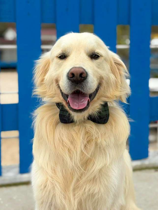 *ADOPTED* <br> Harvey 