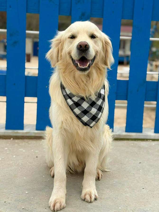 *ADOPTED* <br> Harvey 