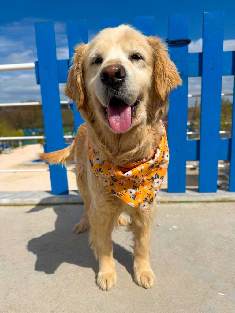 *ADOPTED* <br> Scarlett 
