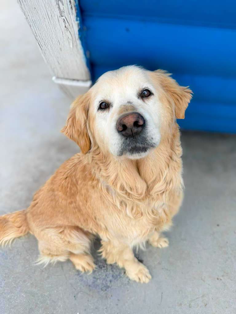 *ADOPTED* <br> Scarlett 