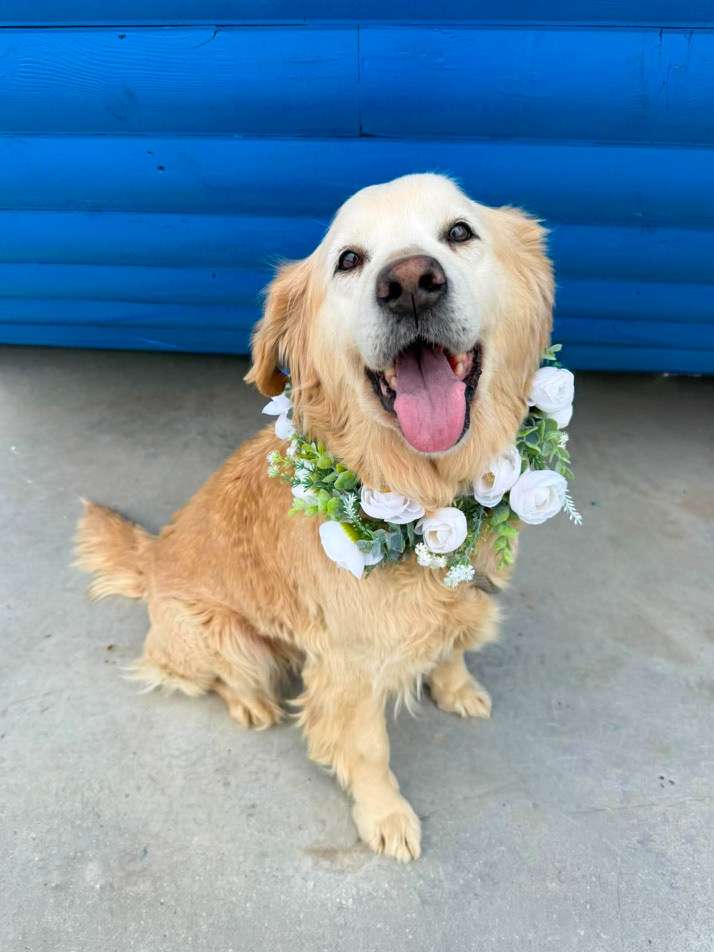 *ADOPTED* <br> Scarlett 