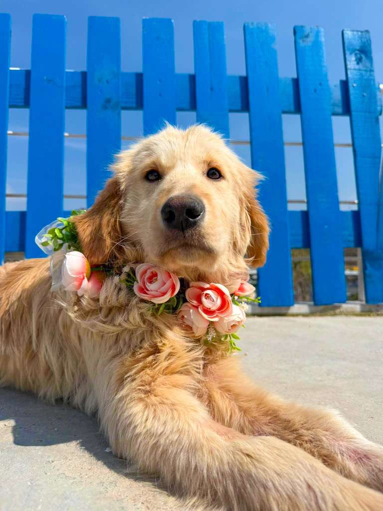 *ADOPTED* <br> Tatum 