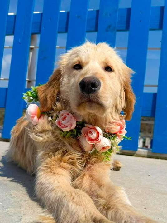 *ADOPTED* <br> Tatum 