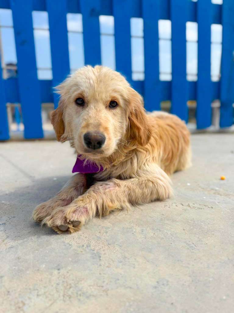 *ADOPTED* <br> Tatum 