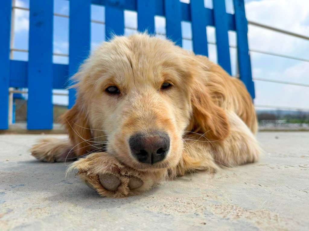 *ADOPTED* <br> Tatum 