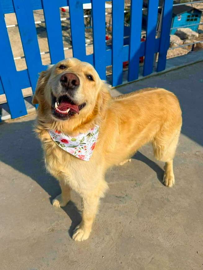 *ADOPTED* <br> Brie 
