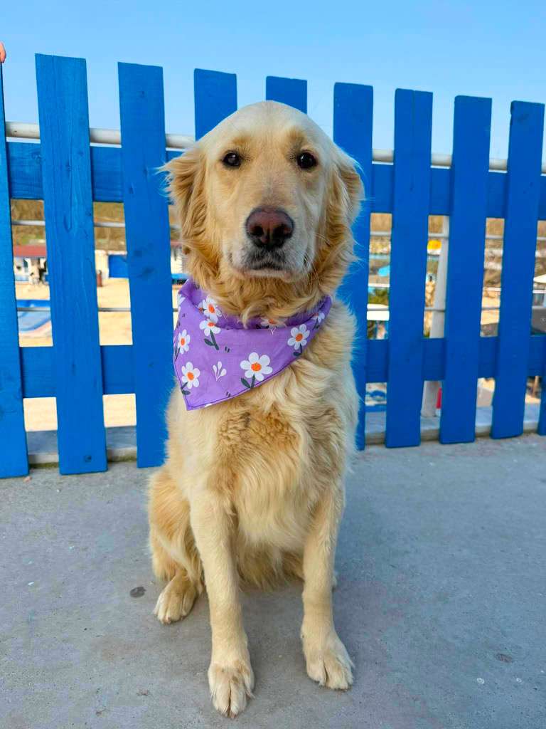 *ADOPTED* <br> Brie 
