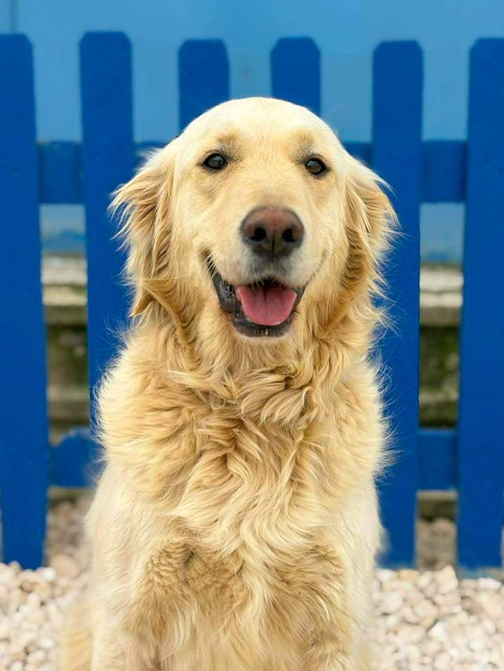 *ADOPTED* <br> Brie 