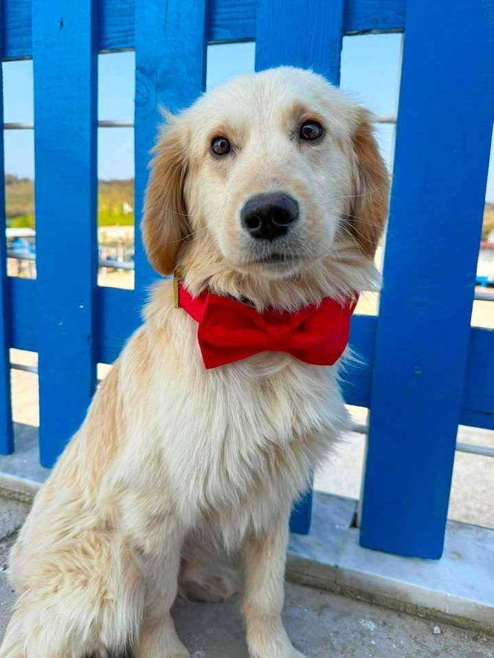 *ADOPTED* <br> Finn 