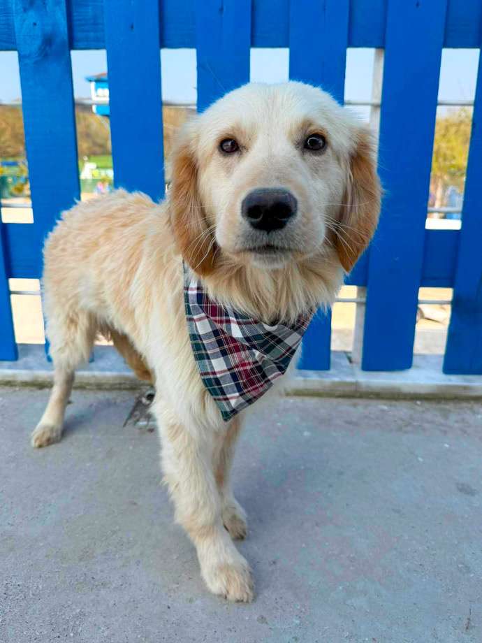 *ADOPTED* <br> Finn 