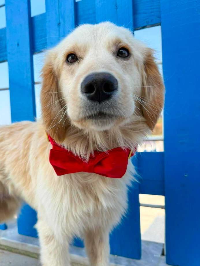 *ADOPTED* <br> Finn 