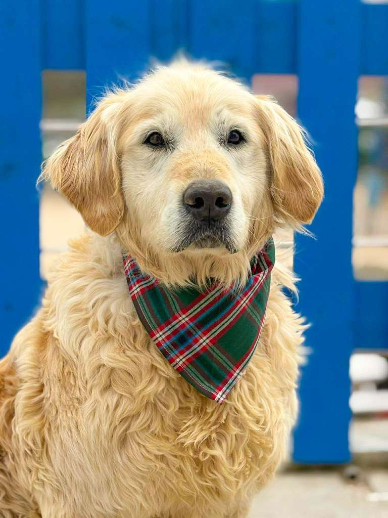 *ADOPTED* <br> Sawyer 