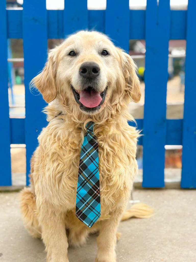 *ADOPTED* <br> Sawyer 