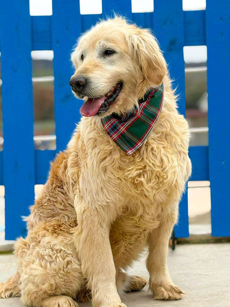 *ADOPTED* <br> Sawyer 