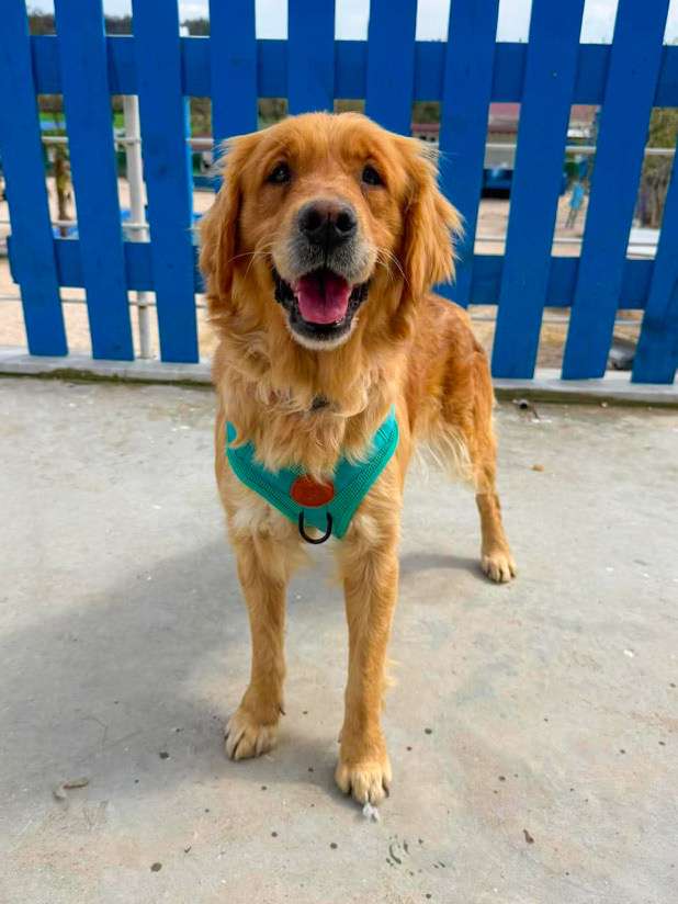 *ADOPTED* <br> Poppy 