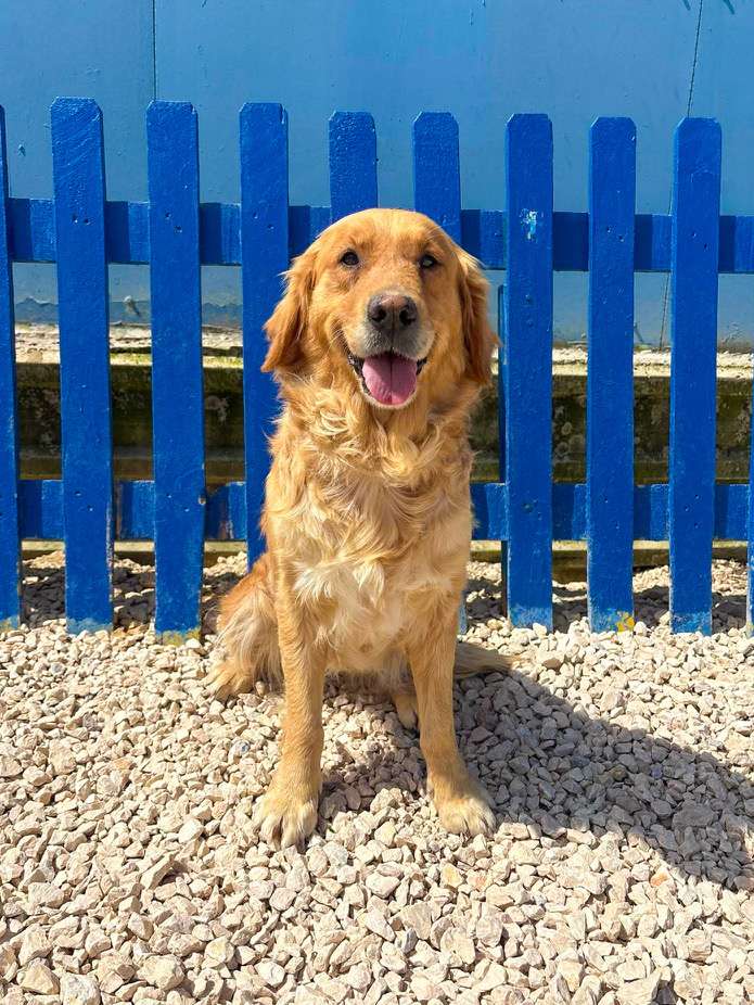 *ADOPTED* <br> Poppy 