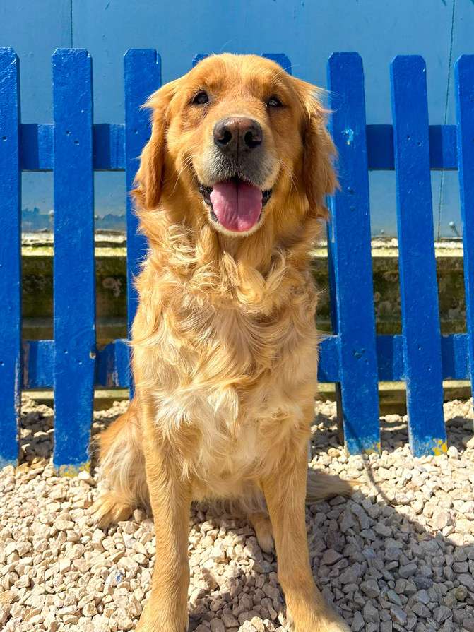*ADOPTED* <br> Poppy 
