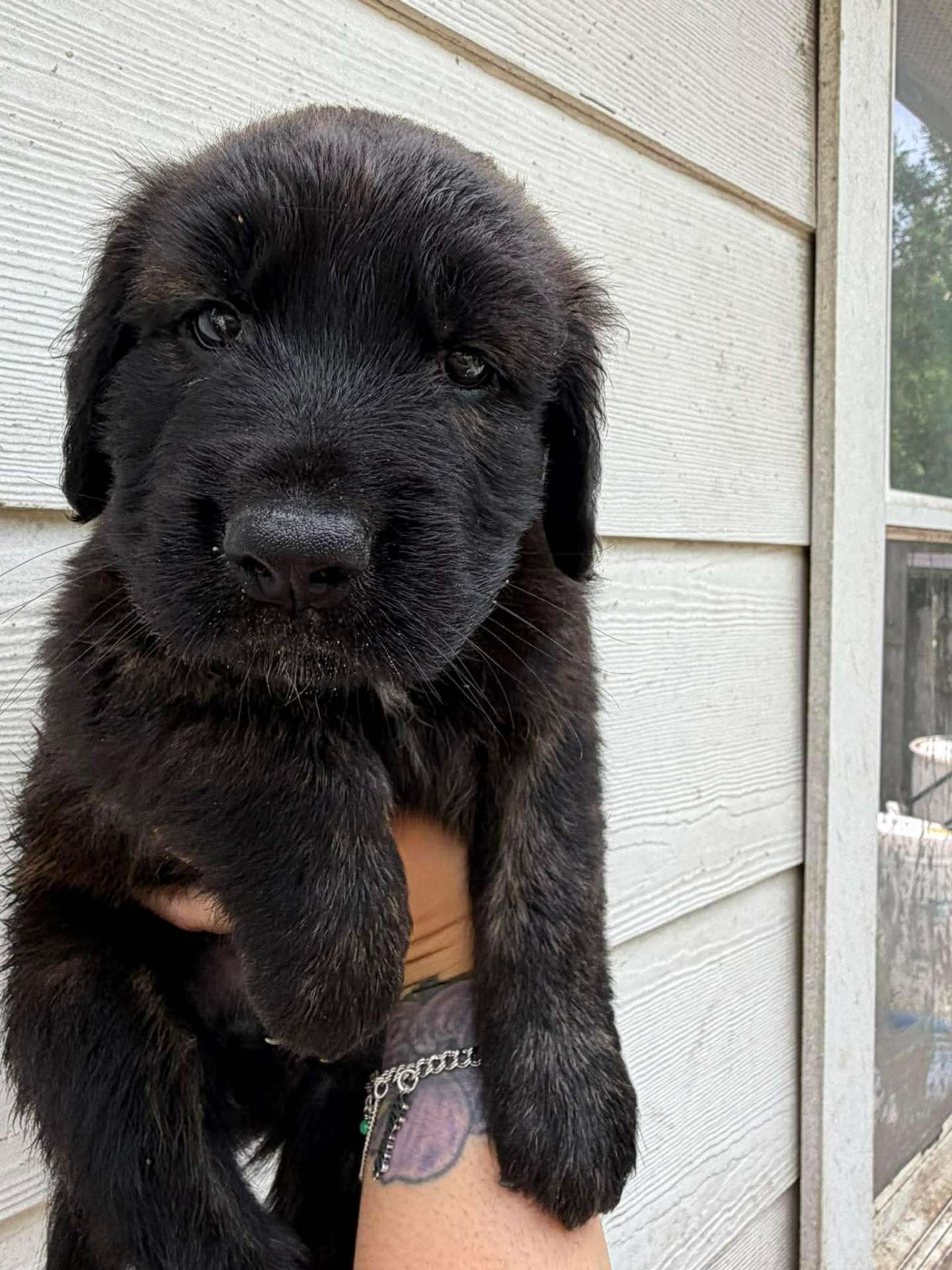 *ADOPTED* <br> Heath  