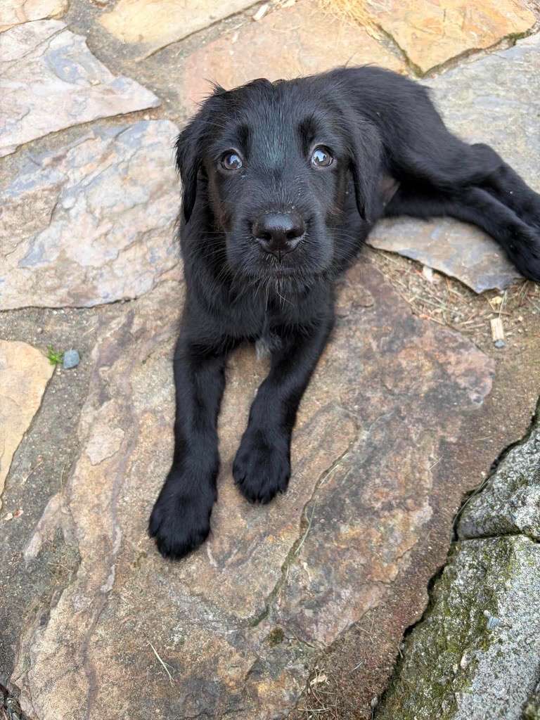 *ADOPTED* <br> Starburst 