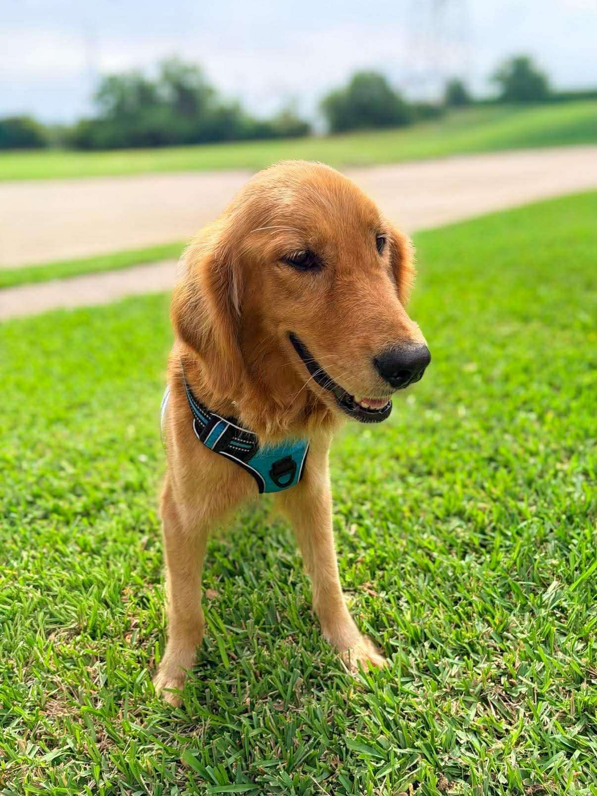 *ADOPTED* <br> Sweetie 