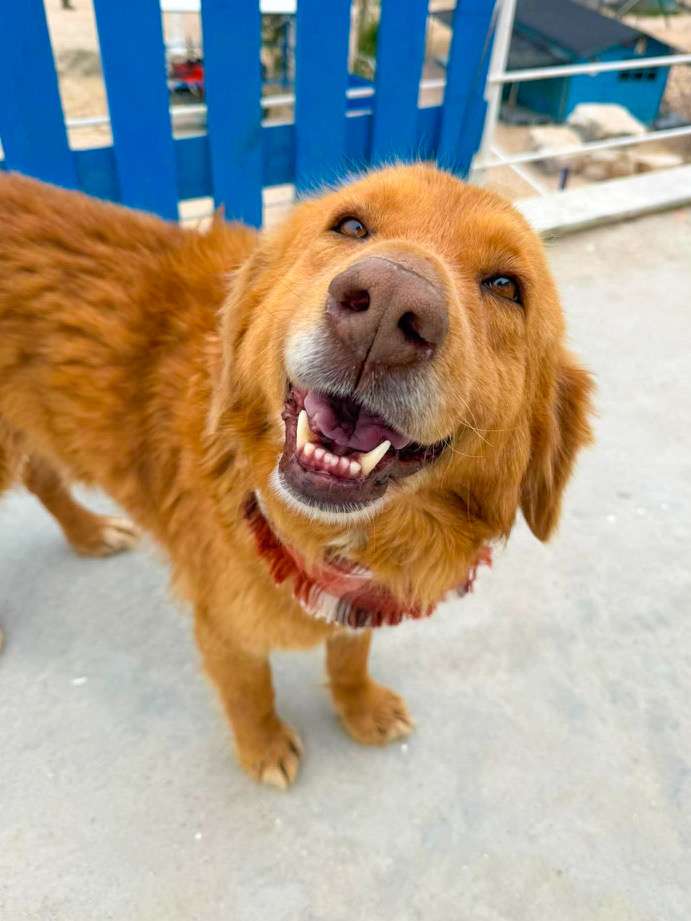 *ADOPTED* <br> October 