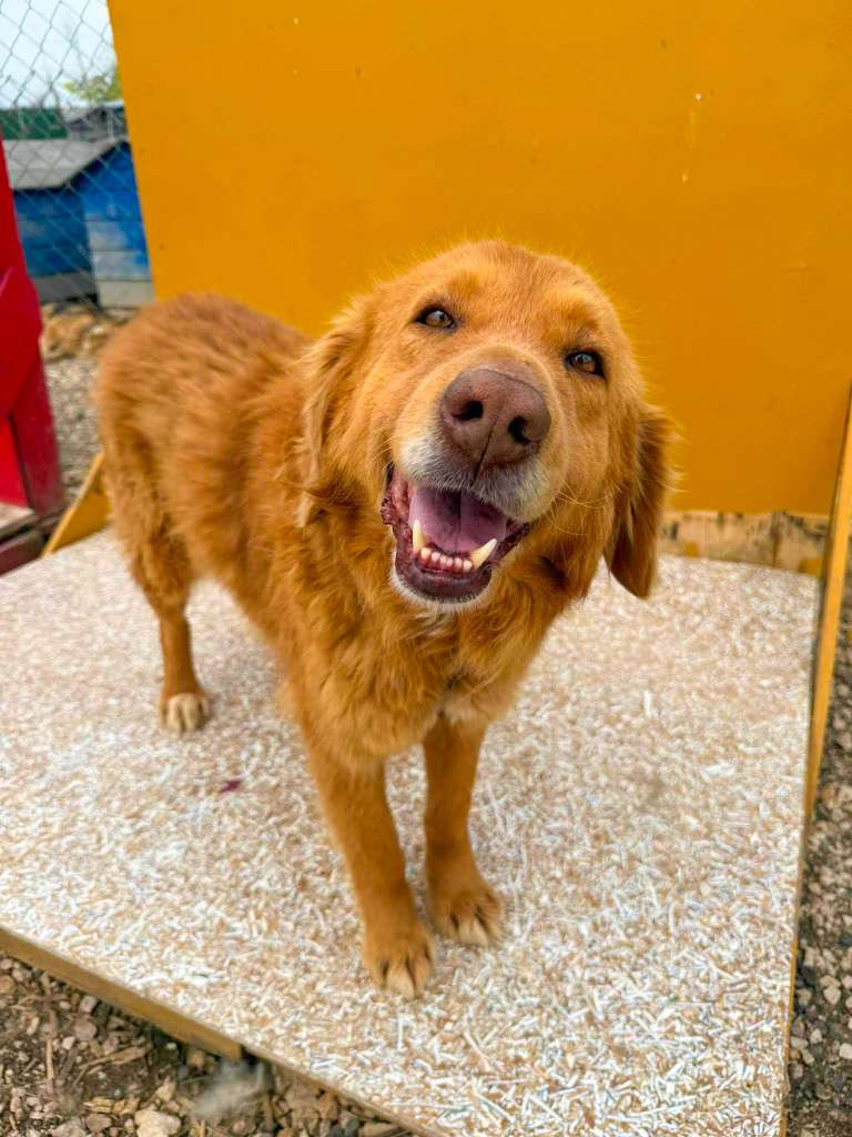 *ADOPTED* <br> October 