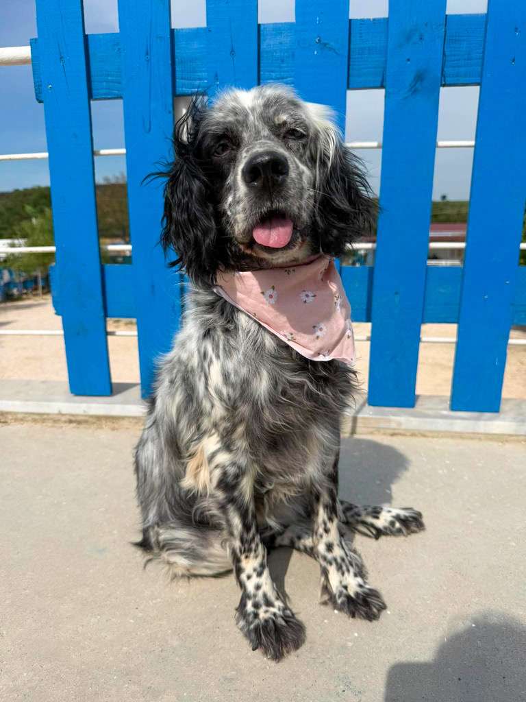 *ADOPTED*  <br>  Efnan