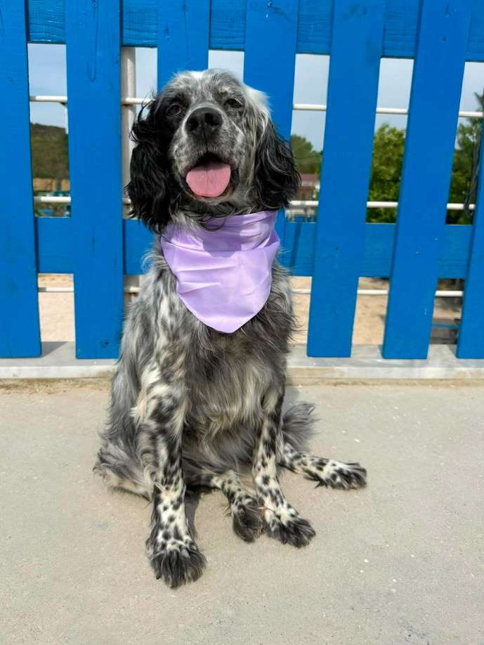 *ADOPTED*  <br>  Efnan
