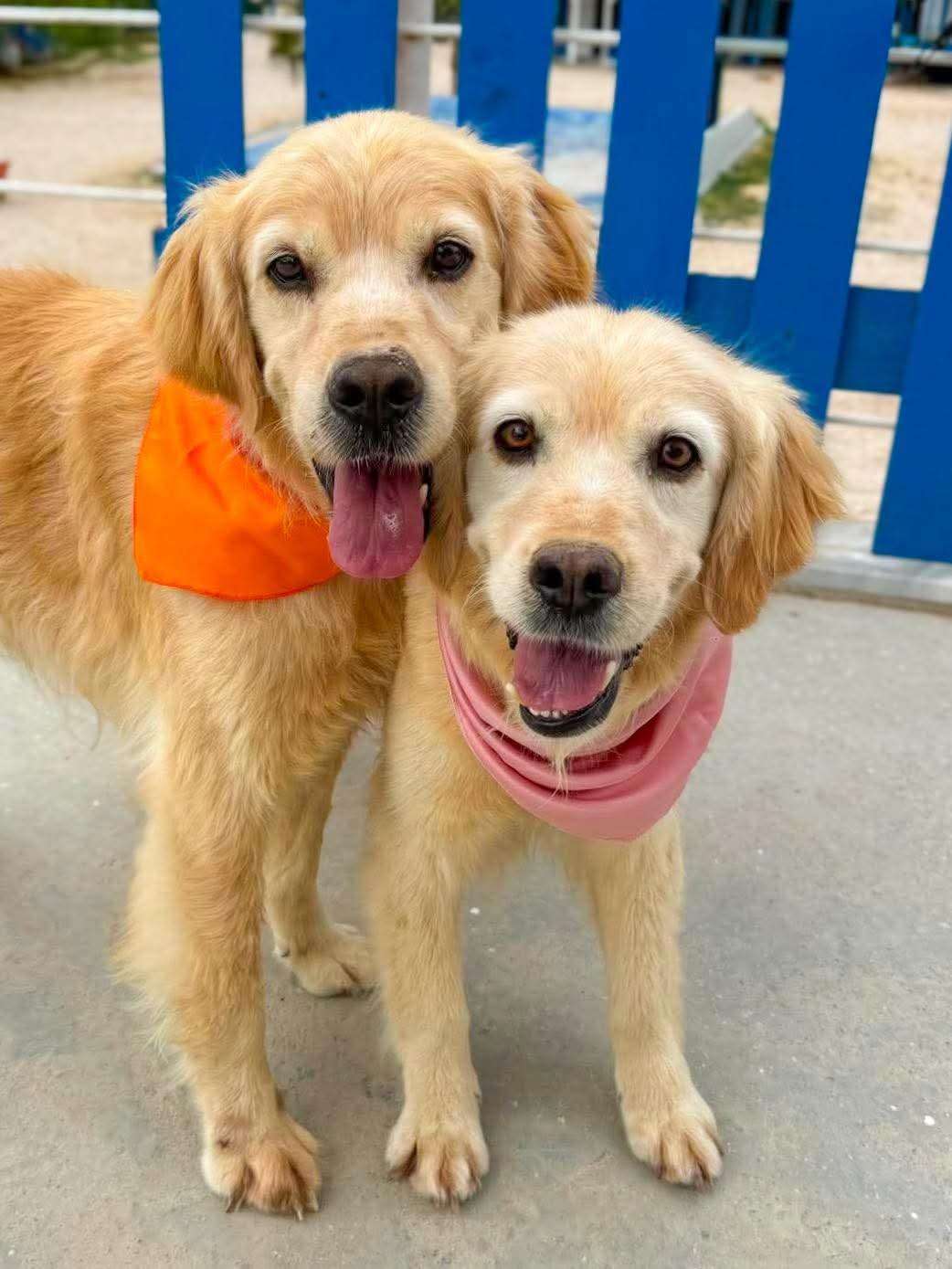 Dwight & Andi